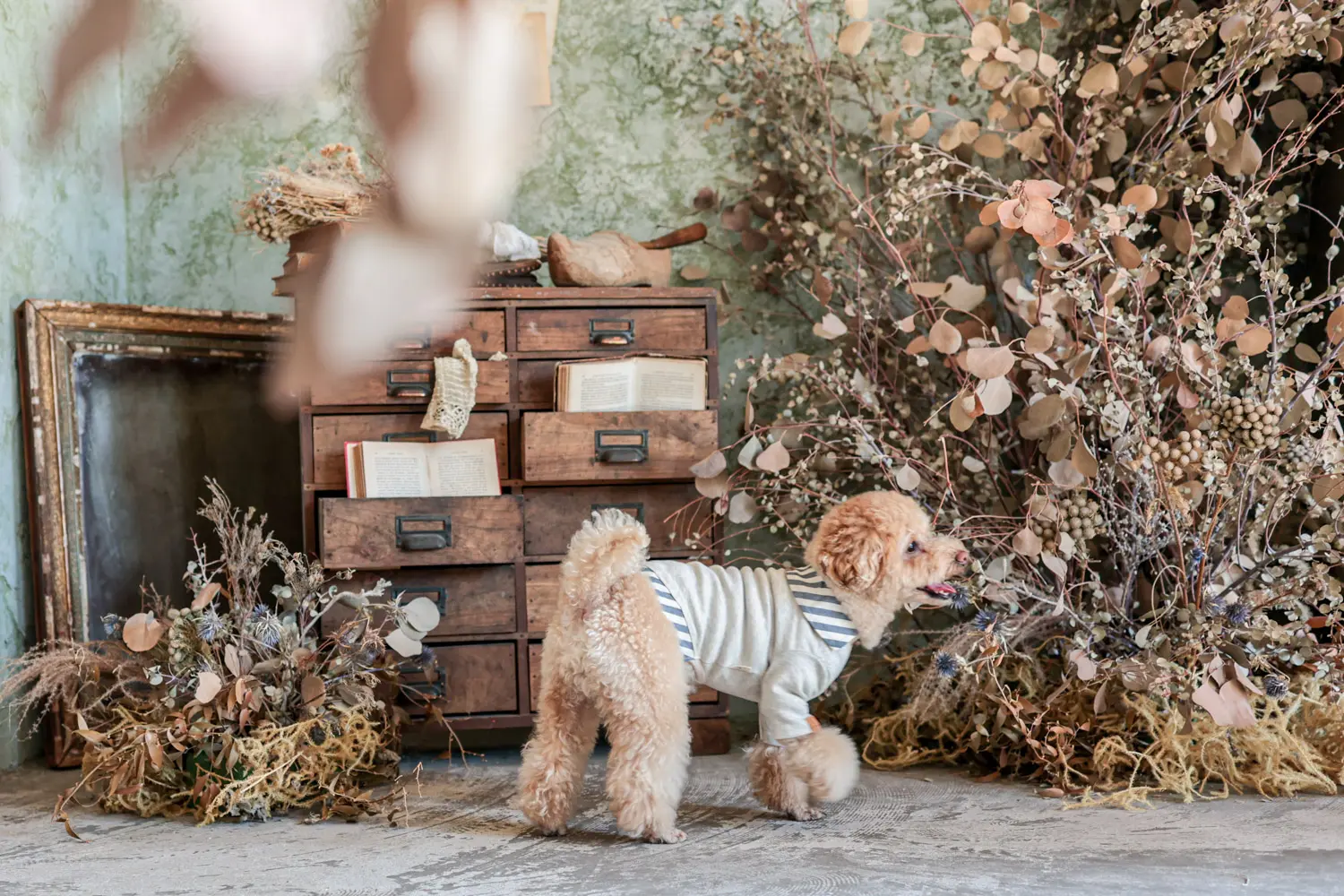 ペットフォトプラン ｜ アケボノスタジオ松山店