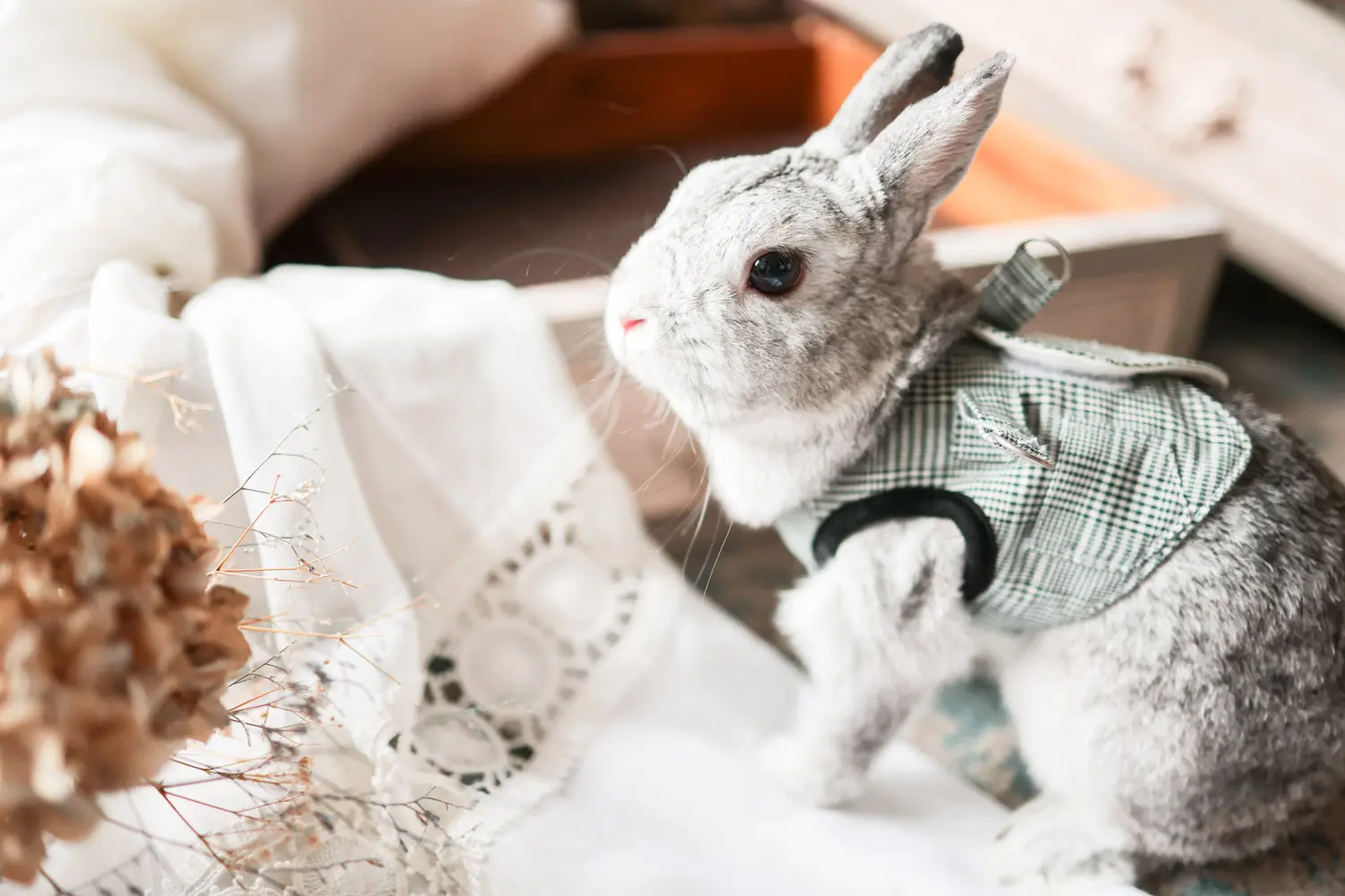 ペットフォトプラン ｜ アケボノスタジオ今治店