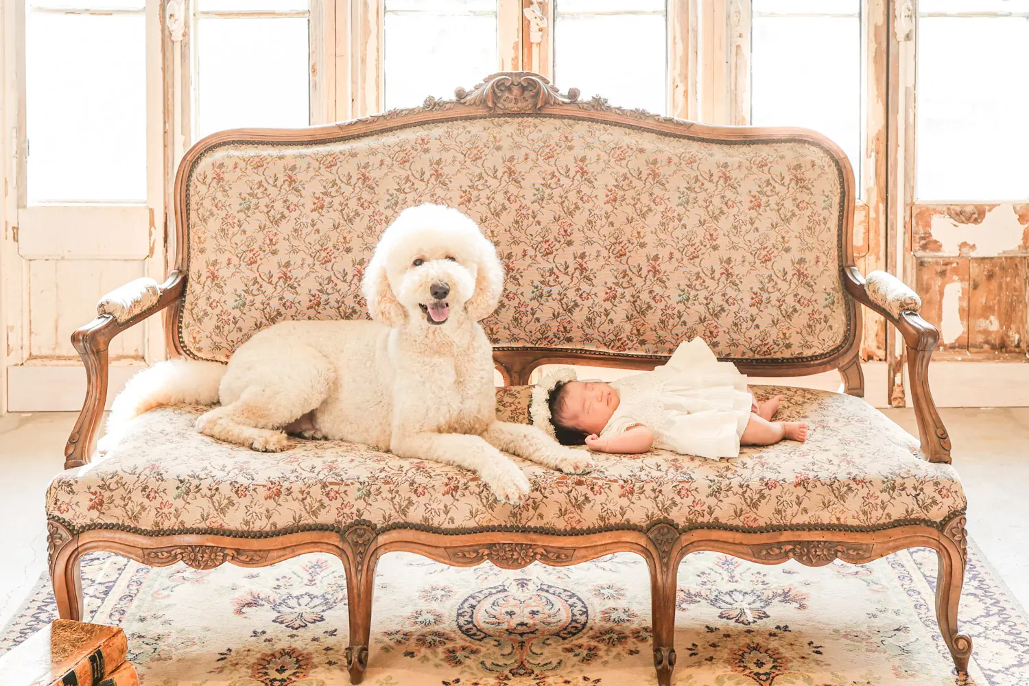 ペットフォトプラン ｜ アケボノスタジオ松山店