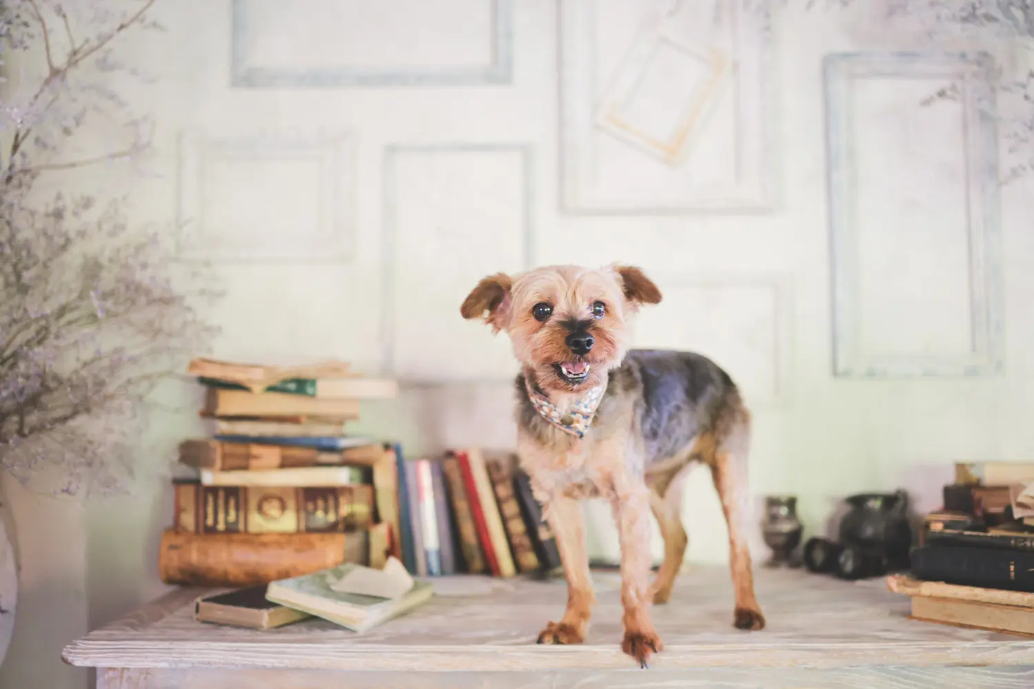 ペットフォトプラン ｜ アケボノスタジオ高松香西店