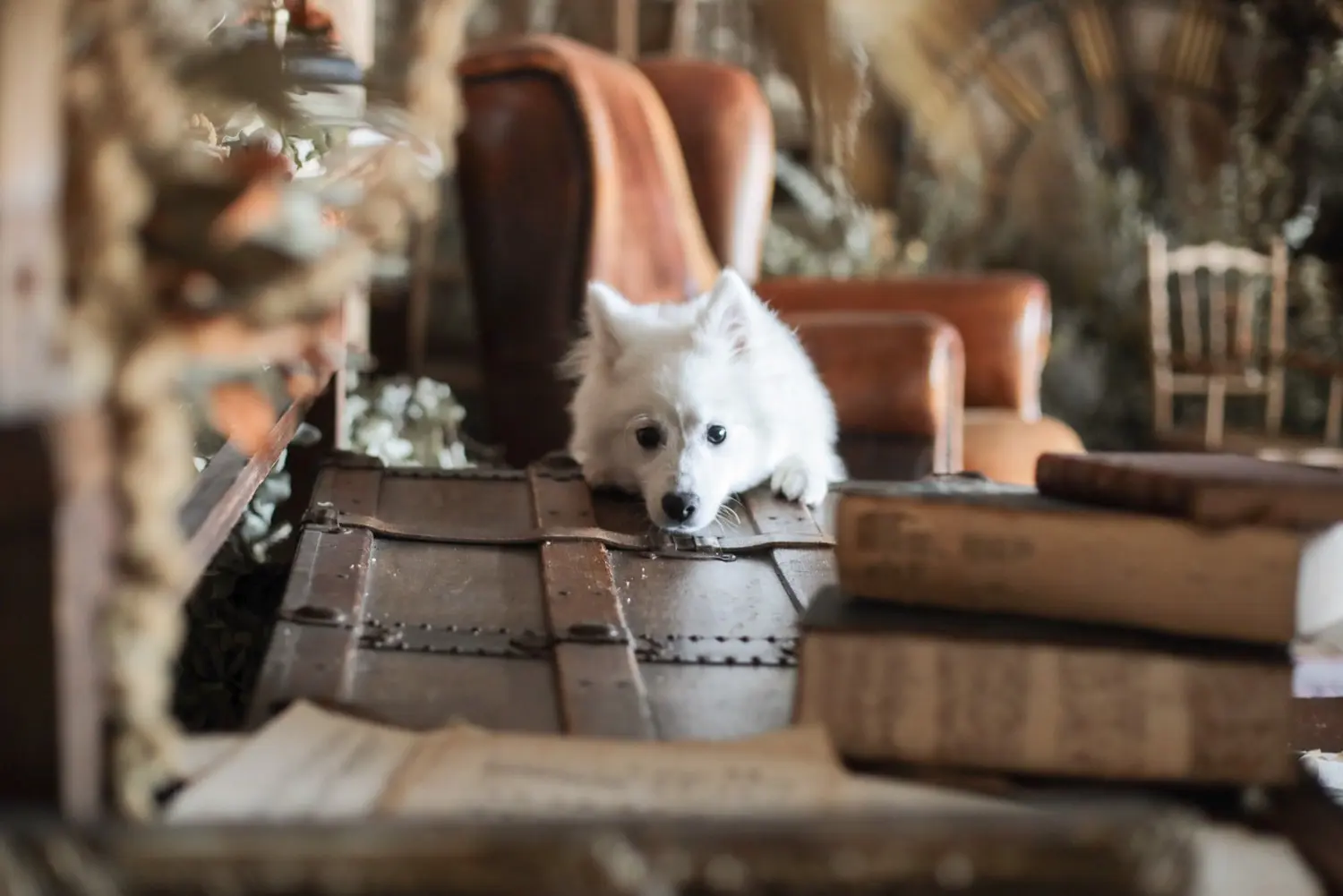 ペットフォトプラン ｜ アケボノスタジオ高松香西店