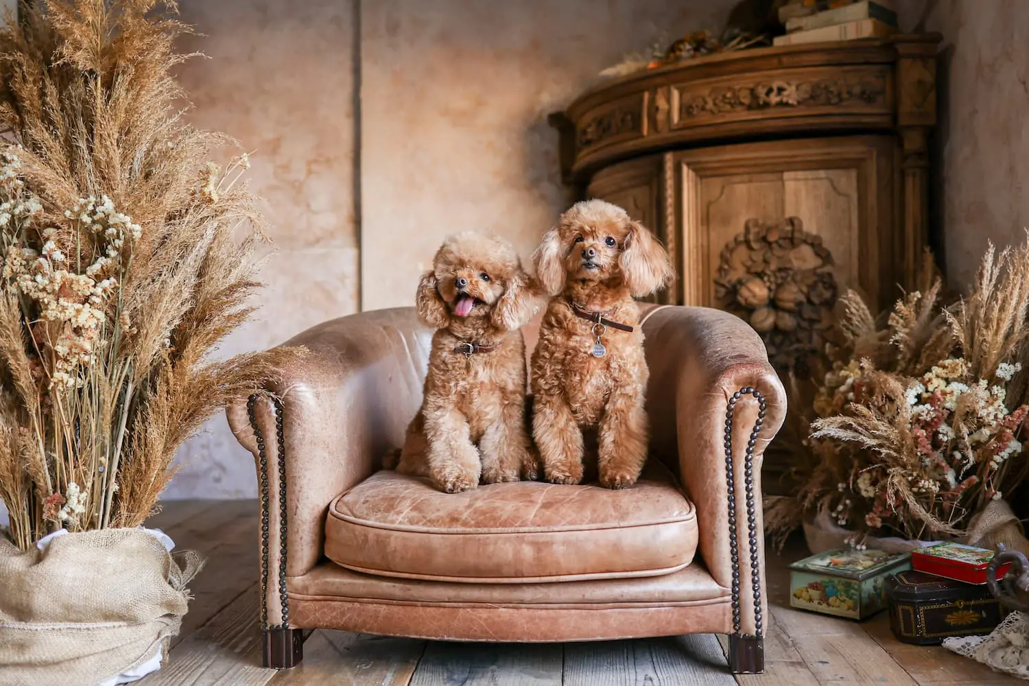 ペットフォトプラン ｜ アケボノスタジオ徳島店